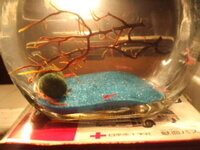 ピクシーシュリンプが横たわっています 脱皮したのか死骸なのか Yahoo 知恵袋