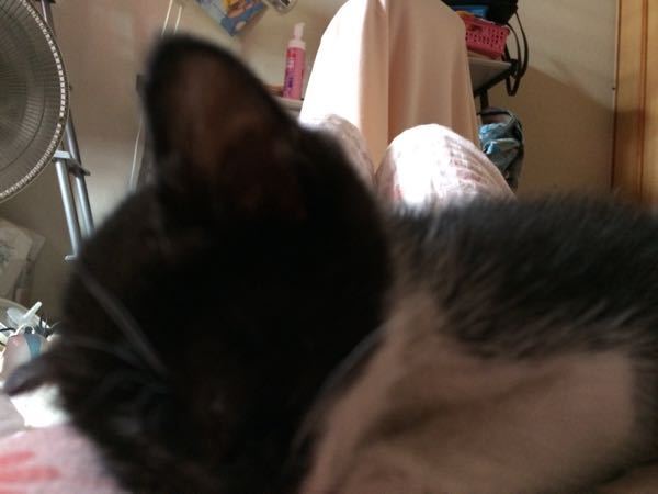 里親に出す子猫との別れが辛いです 6日間一緒にいました 私が部屋に入る Yahoo 知恵袋