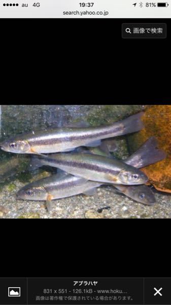 川で釣ってきた魚を飼っているのですが そのうち一匹が物凄く腹が膨れてま Yahoo 知恵袋