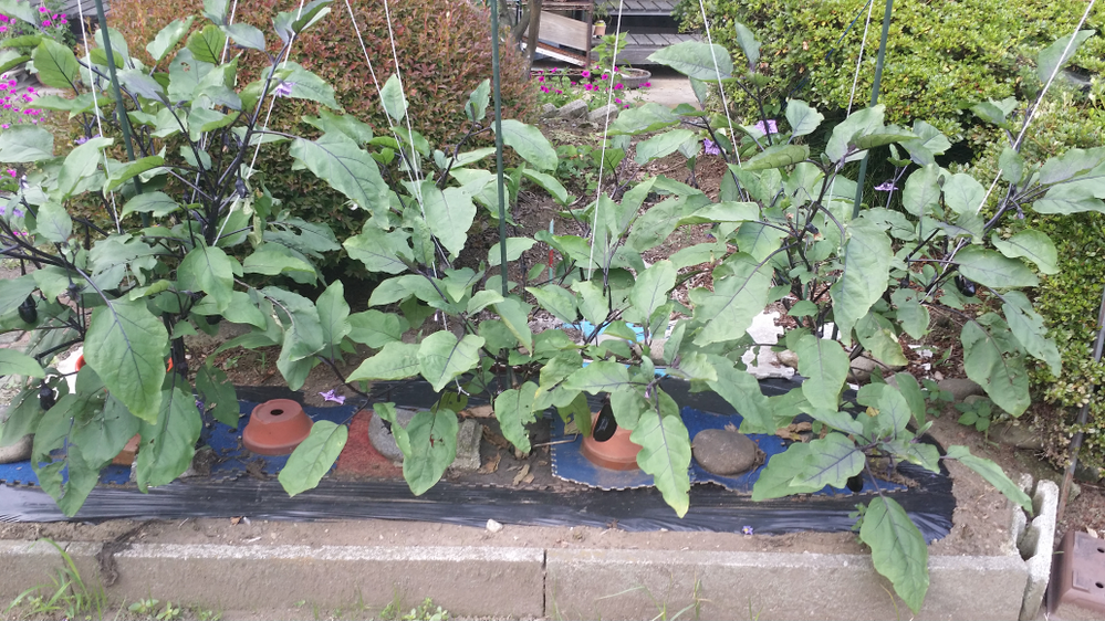 茄子の水やりの量を教えて下さい 肥料は ハイポネックスを使っ Yahoo 知恵袋