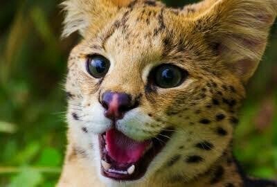 サーバルちゃんの頭のmマークってなんですか ドmなんで Yahoo 知恵袋