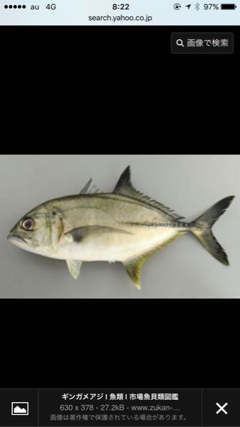 この魚はギンガメアジですか ロウニンアジですか 頭の形はロウ Yahoo 知恵袋