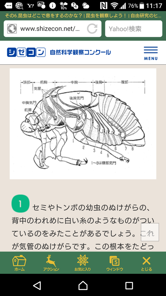 セミ 成虫 の気門の場所を画像付きで 教えてください Yahoo 知恵袋