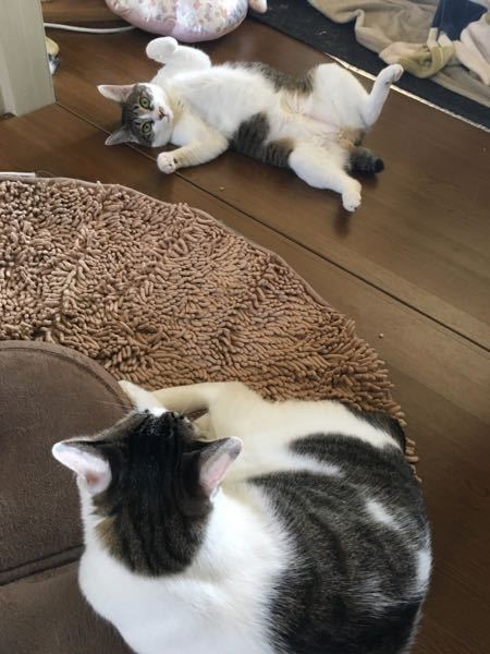 尻尾が短い猫について珍しいんですか 飼っている方がいらっしゃいま Yahoo 知恵袋