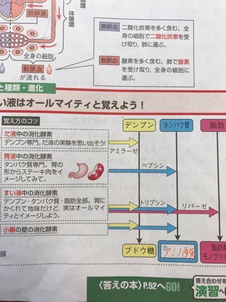 デンプンが分解されて麦芽糖ができたら ベネジクト溶液は加熱すると赤かっ Yahoo 知恵袋