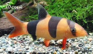 淡水熱帯魚カラフル混泳こんばんは 1cm水槽で熱帯魚の飼育を始めよ Yahoo 知恵袋