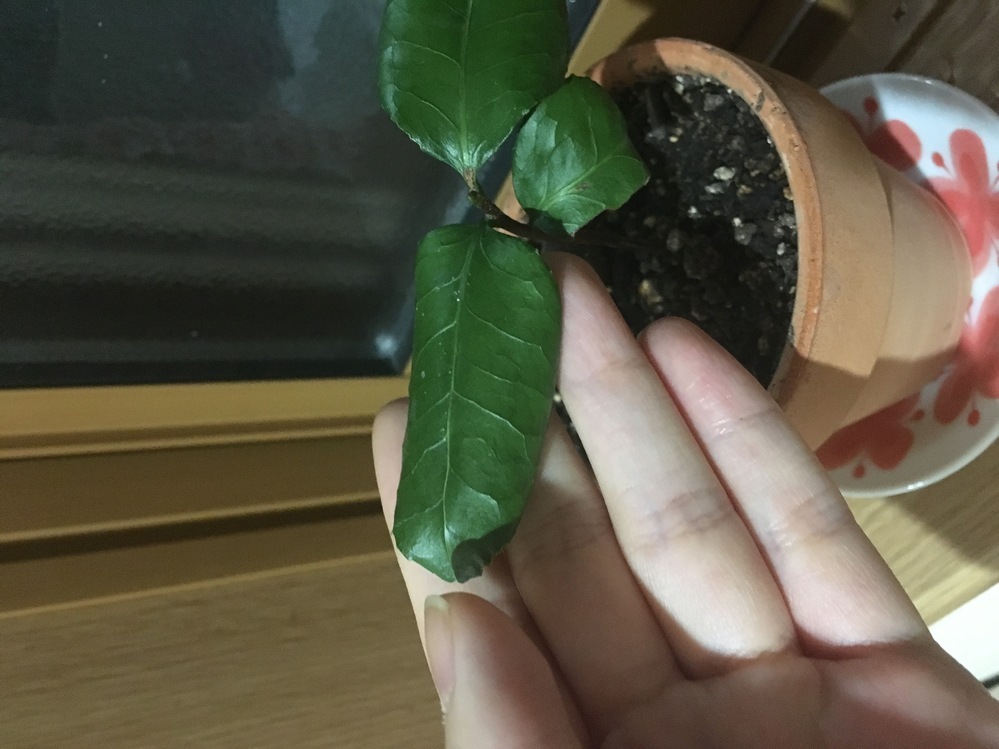 鉢植えの椿が弱ってきました 室内で 鉢植えのツバキを育て Yahoo 知恵袋