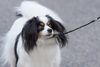 うちの子犬がパピヨンに見えないのです 生後4か月 パピヨンの子犬を飼っ Yahoo 知恵袋