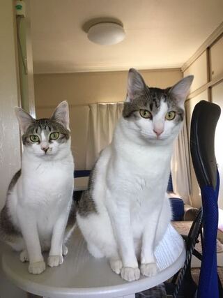 雄猫か雌猫か教えてください 顔だけの写真しかなくてすいません 近 Yahoo 知恵袋