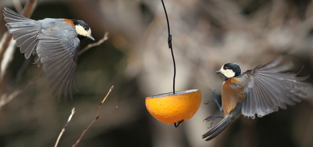 バードテーブルを設置したが カラスがすべて食べていく こんに Yahoo 知恵袋