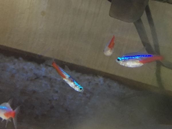 熱帯魚を飼い始めてまだ4ヶ月の初心者です ネオンテトラ五匹のうち 1匹 Yahoo 知恵袋