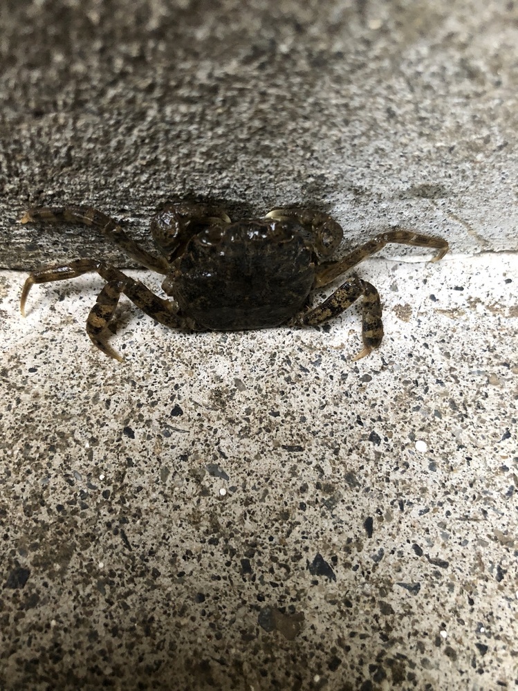 サワガニについてです 昨日 川辺の道路を横断していた蟹を救出してきまし Yahoo 知恵袋