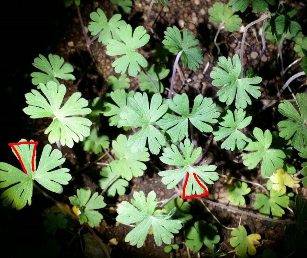 この草の名前はなんですか アメリカフウロだとおもいます Yahoo 知恵袋