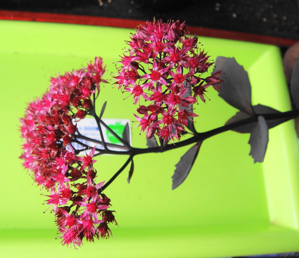 多肉植物のミセバヤを増やしたいんですが途中からチョンパして良 Yahoo 知恵袋