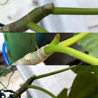 失礼します 先日 曲げすぎて折れてしまい テープで固定していたの Yahoo 知恵袋