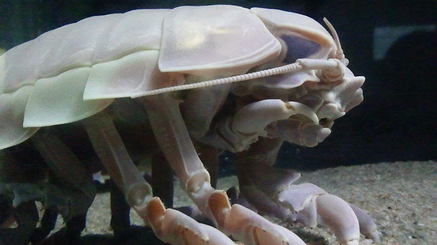 とある ダンゴムシの歌 を探しています 検索すると色んな ダ Yahoo 知恵袋