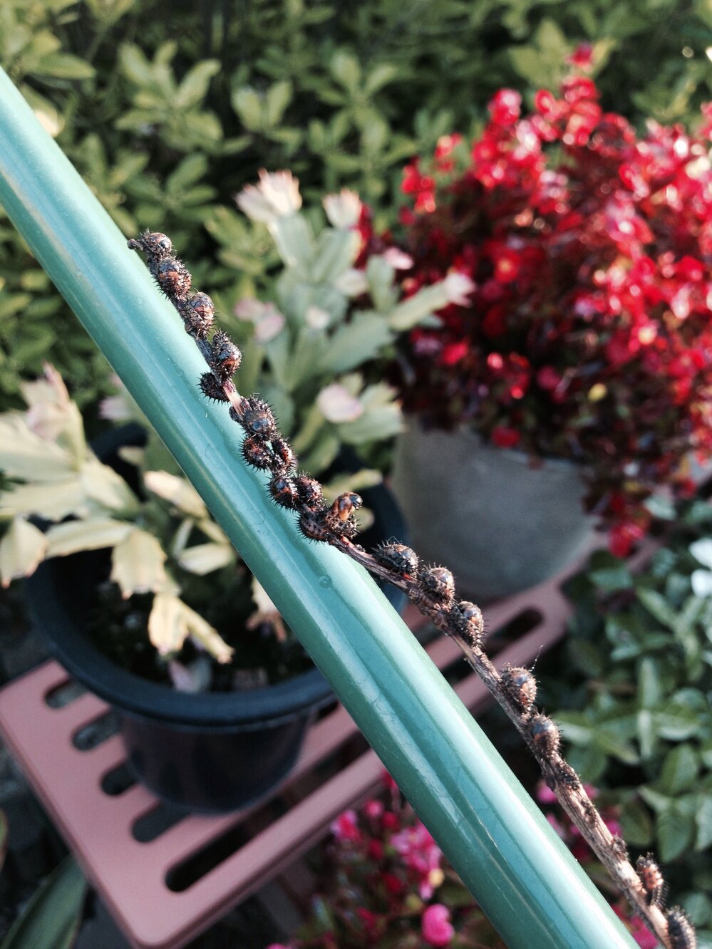 庭に植えてる黄金マサキが急に枯れだし よく見ると虫なのか病気 Yahoo 知恵袋