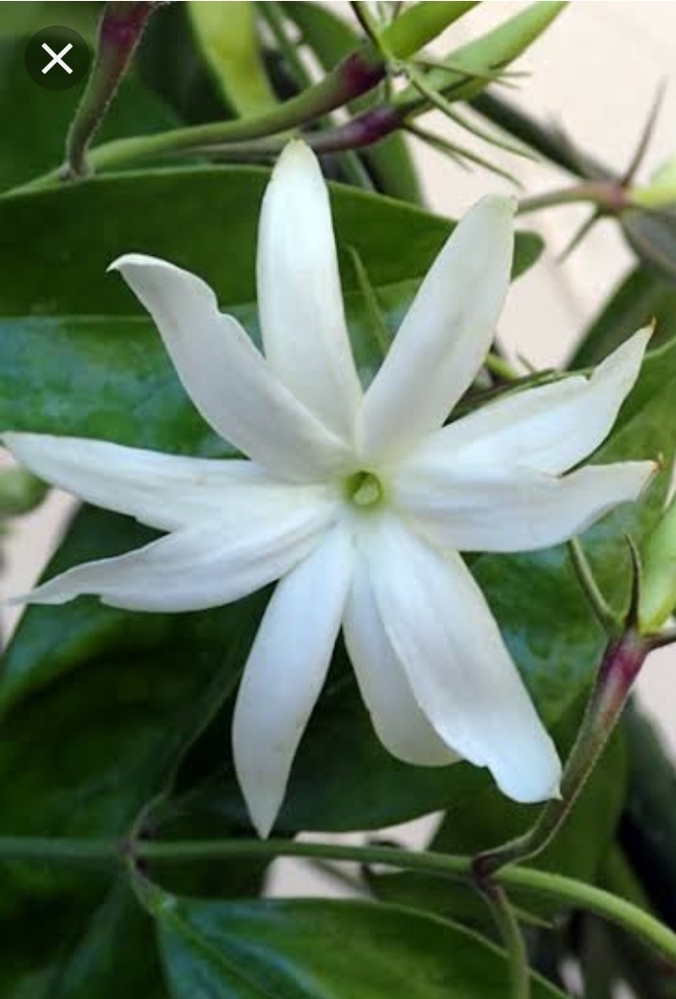 ジャスミンティーの匂いがする白い花が４月中旬に咲いていたので Yahoo 知恵袋