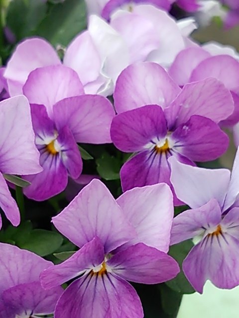 ビオラの芽がたくさん出ていました この時期 このまま育つこと Yahoo 知恵袋