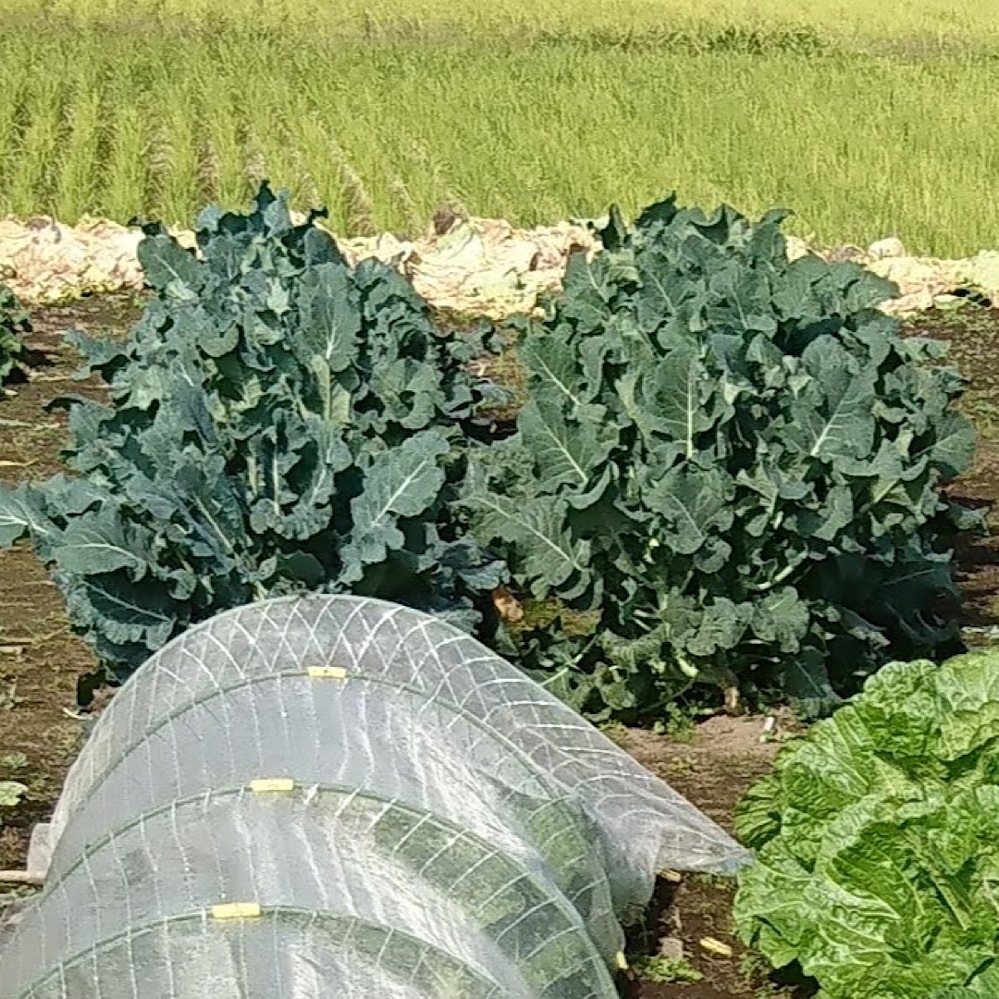 スティックセニョールとブロッコリーの苗を一緒に植えてしまいなんの苗が分 Yahoo 知恵袋