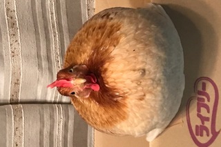 ニワトリの病気 ニワトリの病気 鶏の病気 - 日本鶏保護連盟