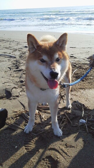 秋田犬のご飯について Tvなどで秋田犬のご飯を作っている所 Yahoo 知恵袋