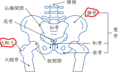 人体の骨格についての質問です 大転子 と 腸骨 の違いをわ Yahoo 知恵袋