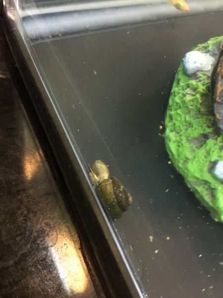 お願いします メダカの水槽にヒメタニシを入れました が ヒメタニシ殻に Yahoo 知恵袋