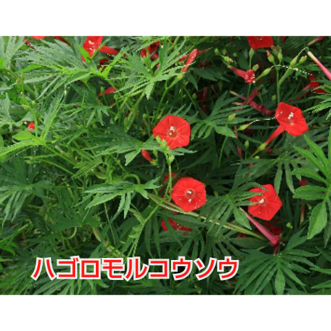 この切れ目の多い葉を持つツタで 赤い花の蕾をつける植物の名前 Yahoo 知恵袋