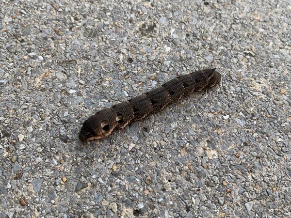 このスズメガの幼虫はビロードスズメですか 画像が有りま Yahoo 知恵袋