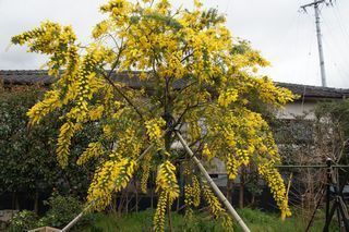 ミモザの木の育て方 ガーデニング超初心者です今年の春に新築し 狭い Yahoo 知恵袋