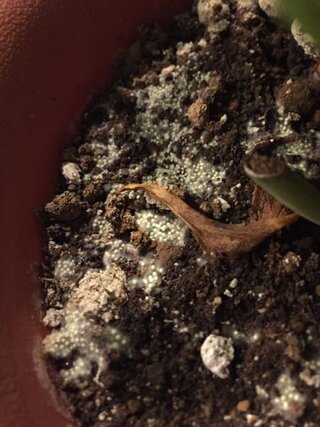 観葉植物 土 白い粉 観葉植物 土 白い粉