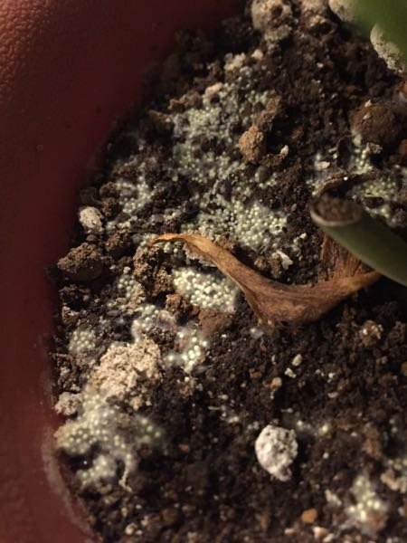 Jozpictsije3z 観葉植物 土 白い虫 16 観葉植物 土 白い虫 駆除