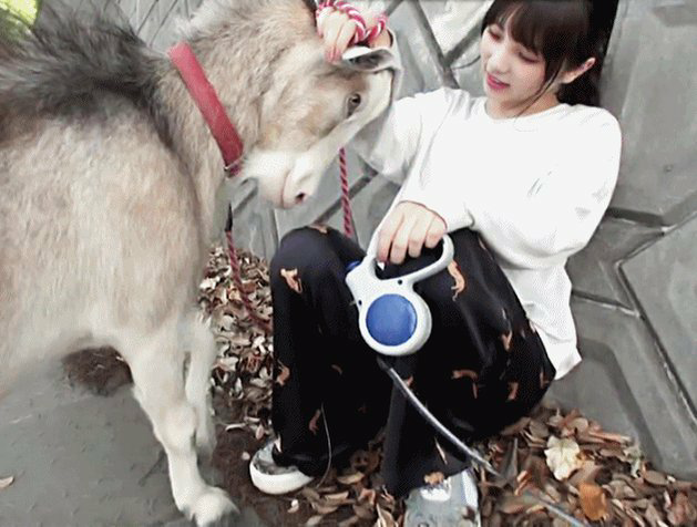 乃木坂46与田祐希ちゃんの飼っているヤギ、ゴンゾウの爪切りを、白井家 