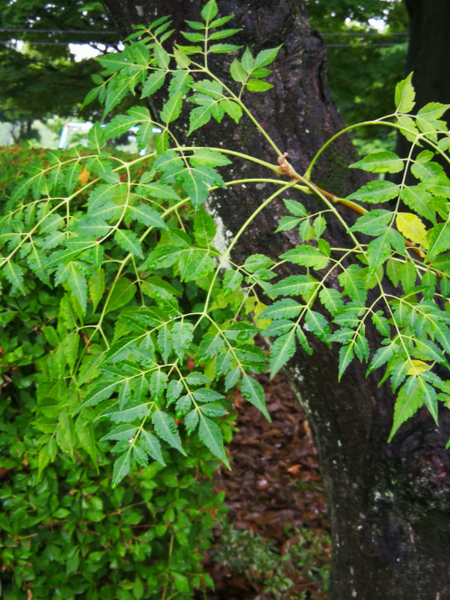 植物に詳しい方 教えてください 近くの河川敷にある木です 名前を教えて Yahoo 知恵袋