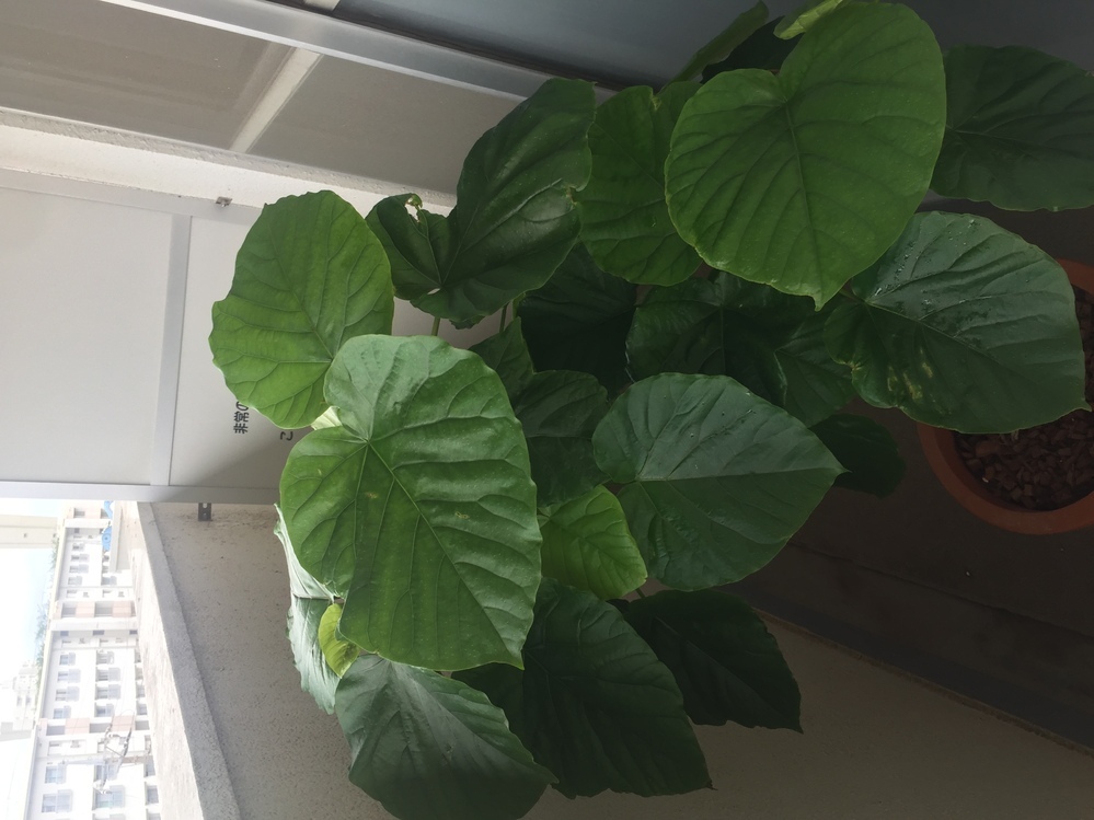 今年4月くらいにホームセンターでウンベラータという観葉植物の Yahoo 知恵袋