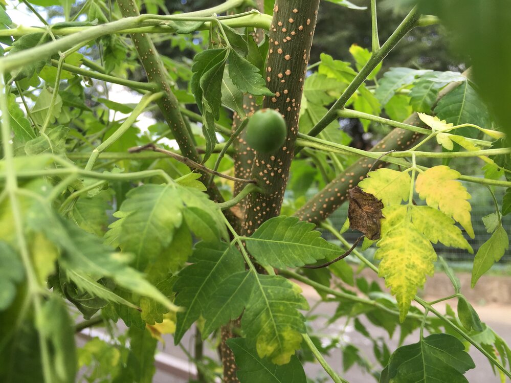 ニームという植物を地植えで5年位育ててますが 最近高さ2メー Yahoo 知恵袋