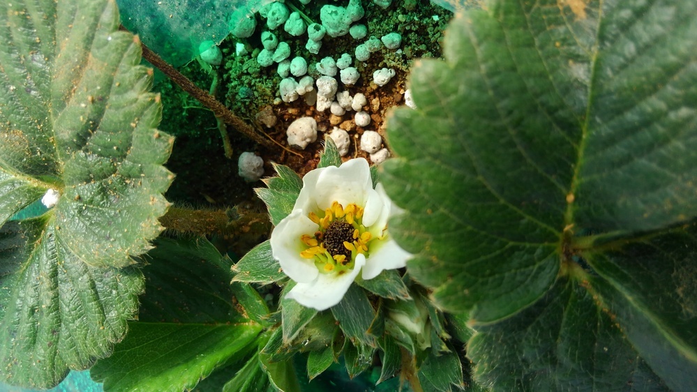 イチゴの花が咲いた時点で 真ん中の赤いイチゴになるはずの部分 Yahoo 知恵袋
