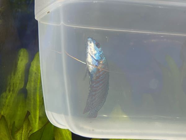 ネオンドワーフグラミーが瀕死になりました 1週間前くらいに導入し Yahoo 知恵袋