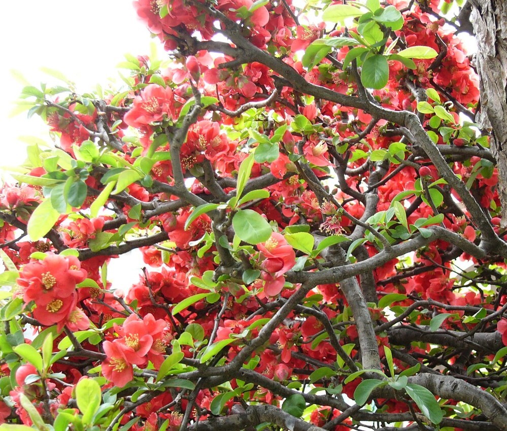 木瓜について質問です 黒潮という木瓜を育ててます 鉢植 Yahoo 知恵袋