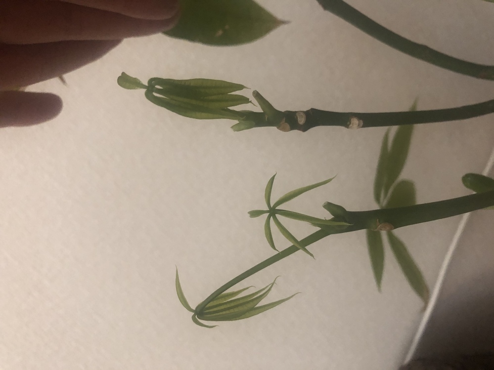 パキラの新芽の葉っぱが下向きになります 冬場に おそらく日照 Yahoo 知恵袋