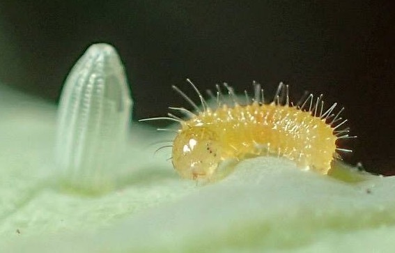 モンシロチョウの卵についてです キャベツについたモンシロチョウ オオモ Yahoo 知恵袋