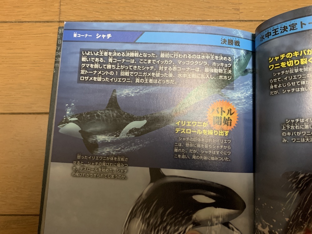 動物シャチのヒレにイリエワニのデスロールが決まって引きちぎっ Yahoo 知恵袋