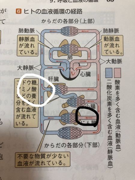 アンモニアが肝臓で尿素に変わったあと どの血管を通って腎臓に Yahoo 知恵袋