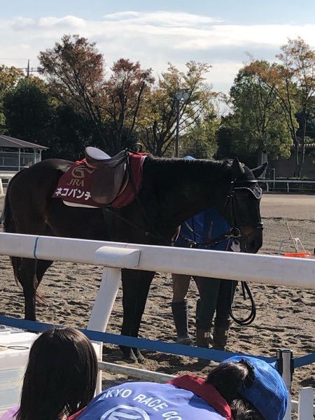 昔 競馬でネコパンチっていう可愛い名前の馬いましたよね この馬好きです Yahoo 知恵袋