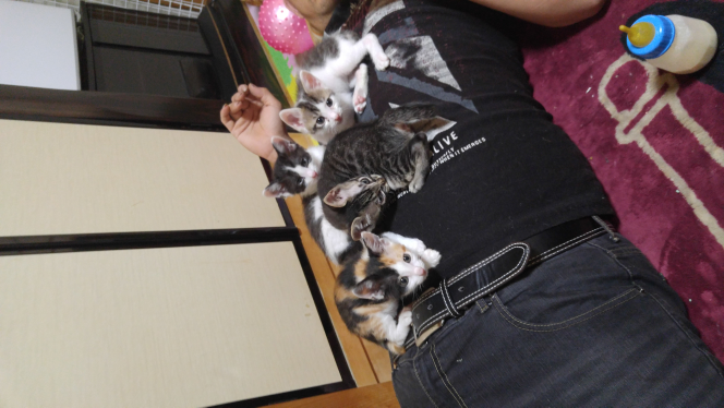 子猫のご飯の作り方を教えてください 目は開いていて 歩けるくらい Yahoo 知恵袋