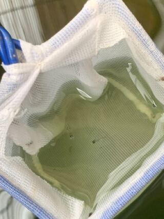 メダカの蚊対策 庭の軒下に睡蓮鉢を置いて メダカを飼っています Yahoo 知恵袋