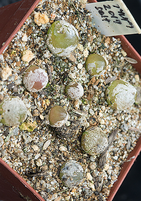 コノフィツムブルゲリの夏の管理について昨年11月にネットで買 Yahoo 知恵袋