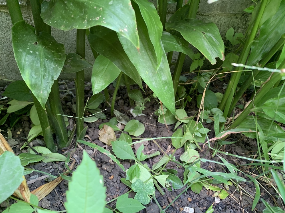 ミョウガ栽培 梅雨明け ミョウガの葉が枯れてきました なぜでしょうか Yahoo 知恵袋