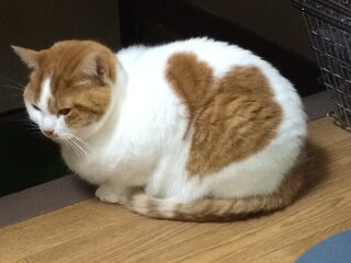 5年前 ペットショップでスコティッシュフォールド子猫を買いました 成長 Yahoo 知恵袋